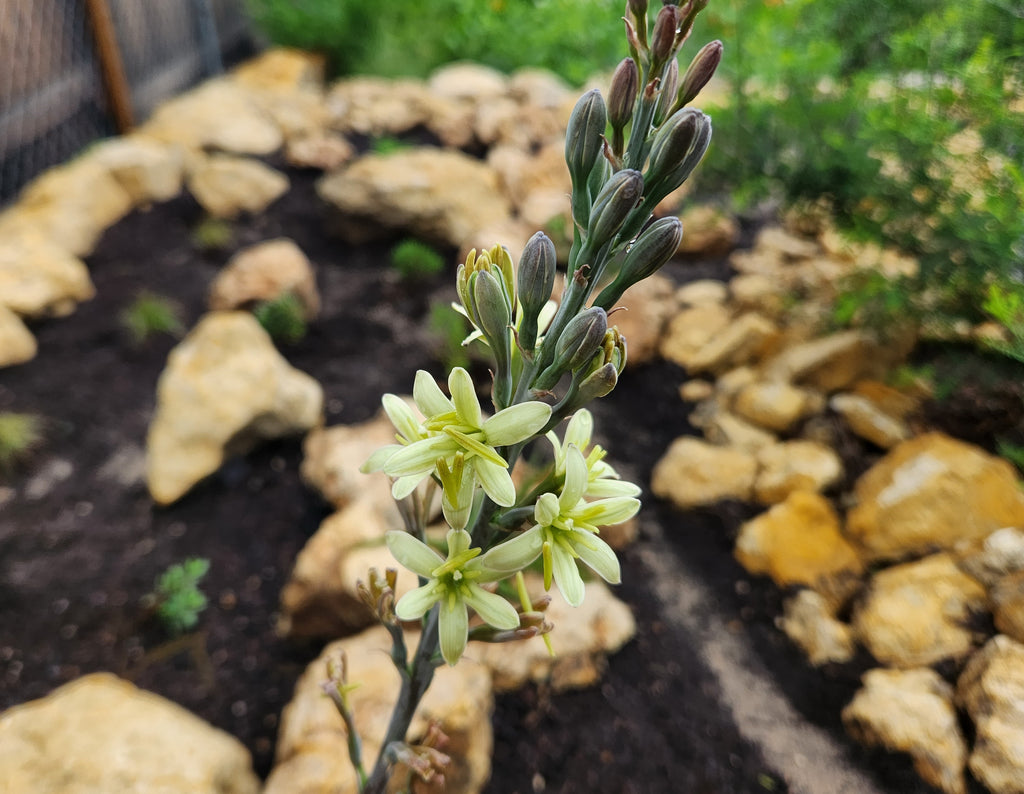 Manfreda maculosa (Texas Tuberose)