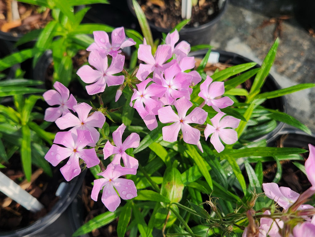 Phlox pilosa (Prairie Phlox)