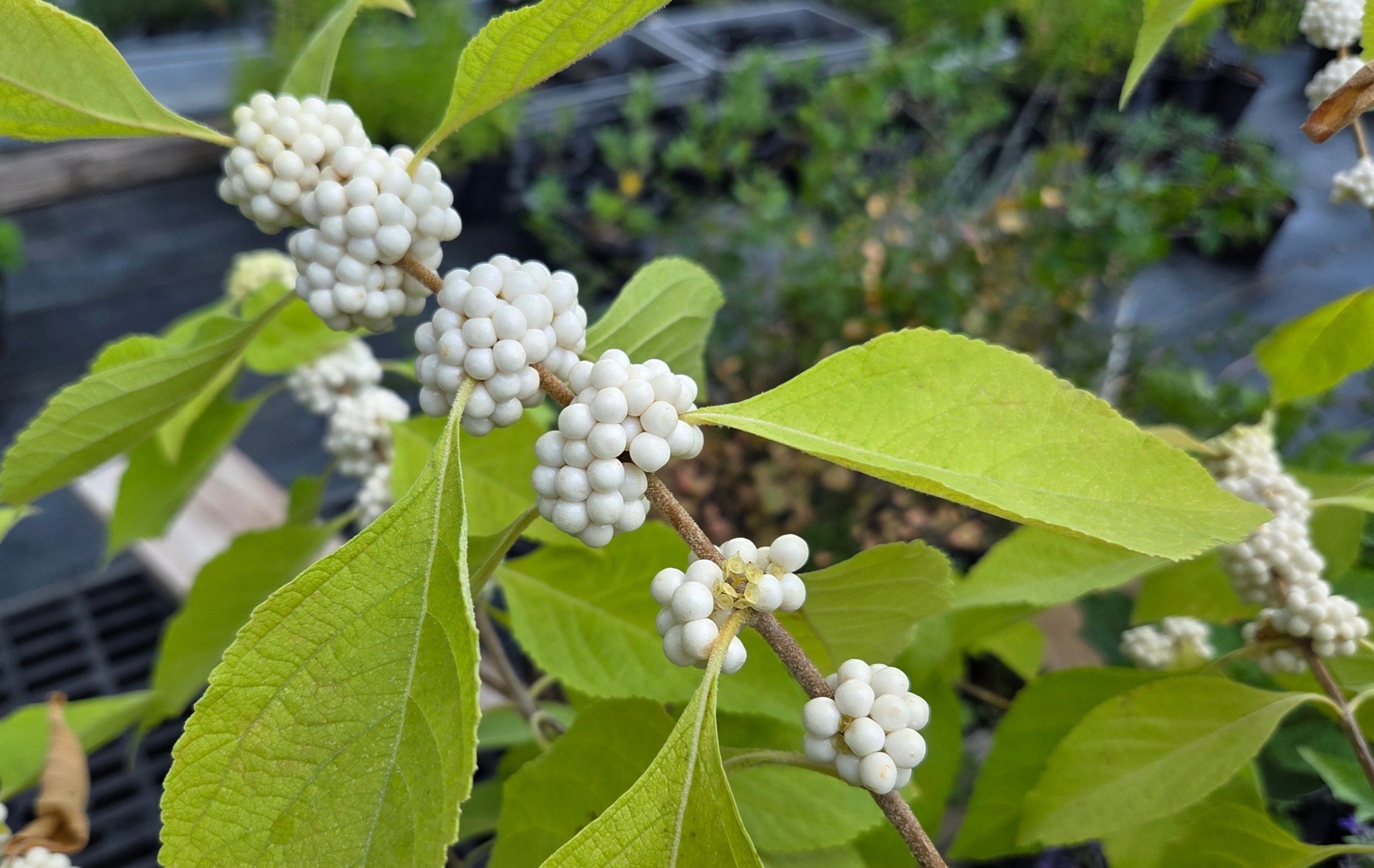 Callicarpa americana (American Beautyberry white)