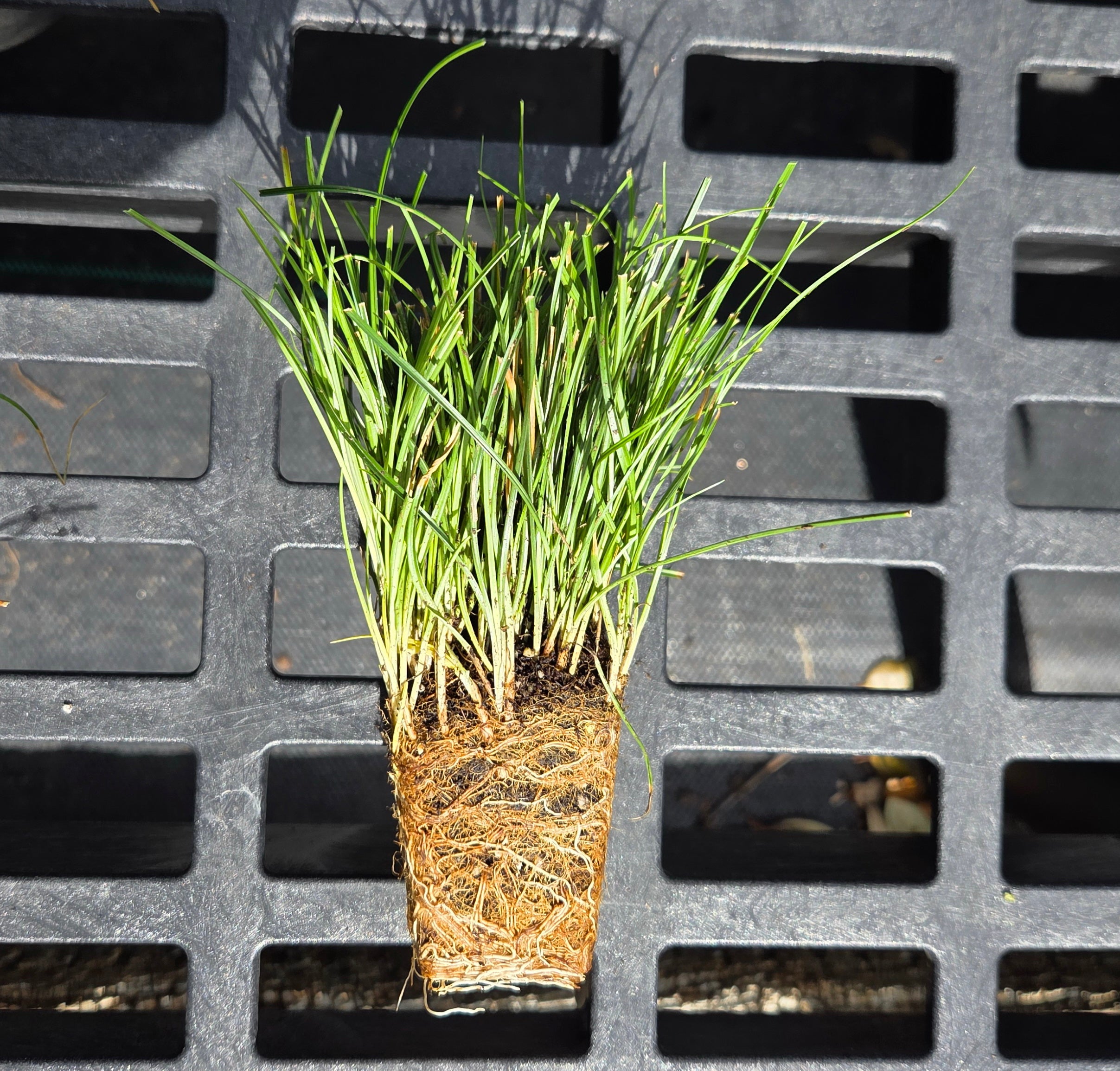 Carex texensis (Texas Sedge)