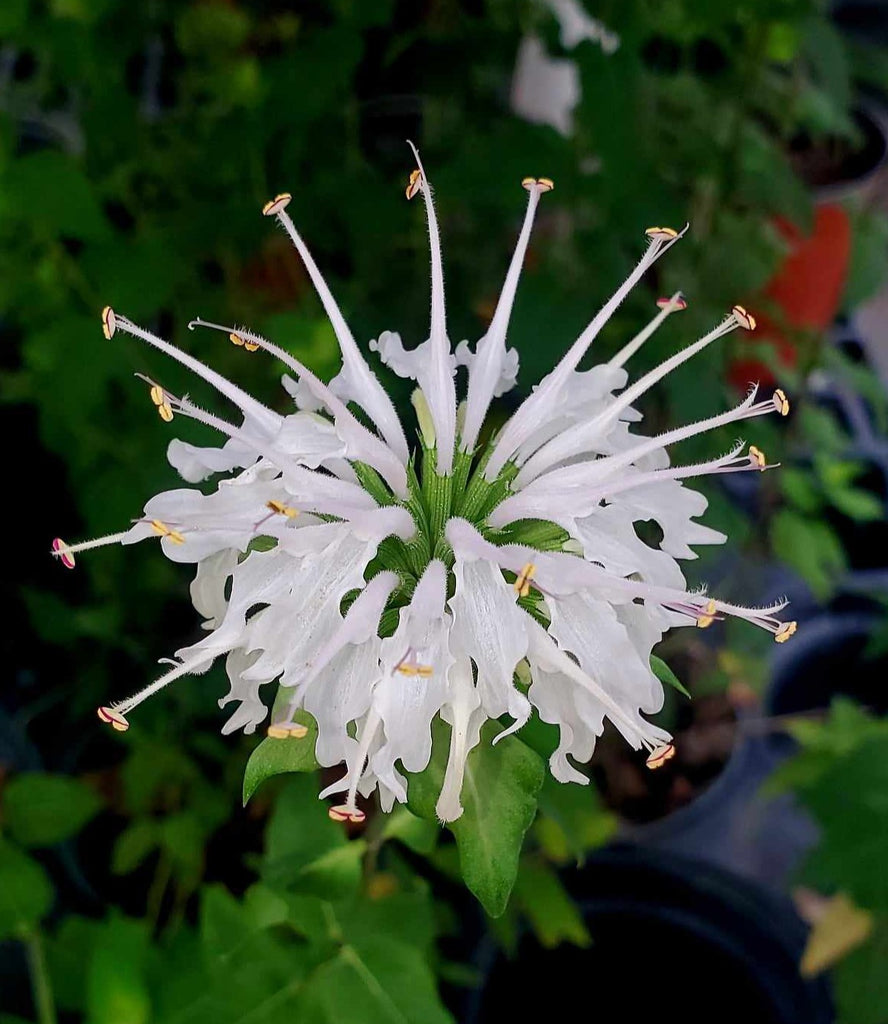 Monarda lindheimeri (Lindheimer's Beebalm)