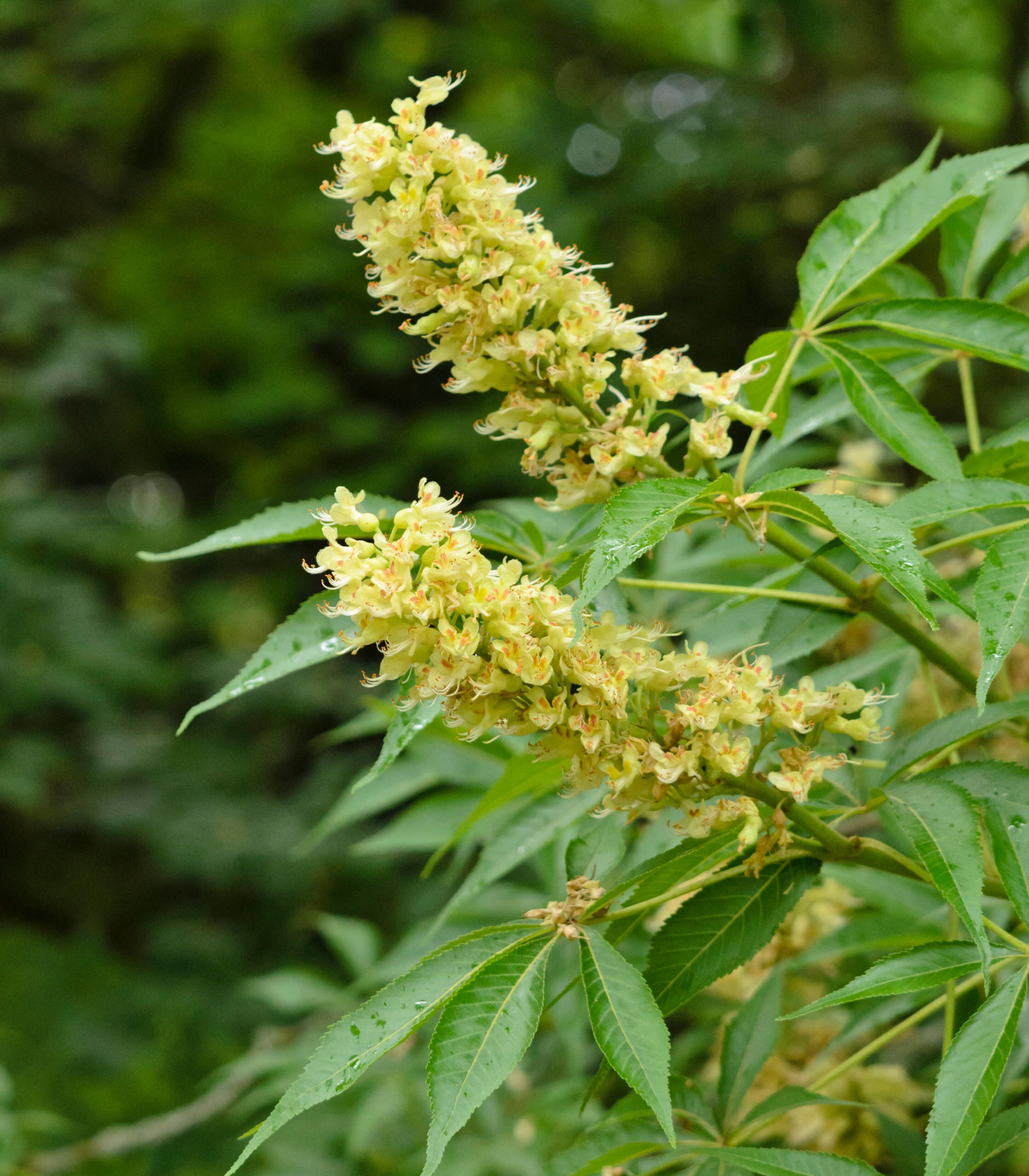 Aesculus glabra var. arguta (Texas Buckeye)