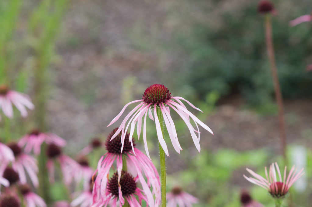 Echinacea angustifolia (Narrow-leaf Coneflower)