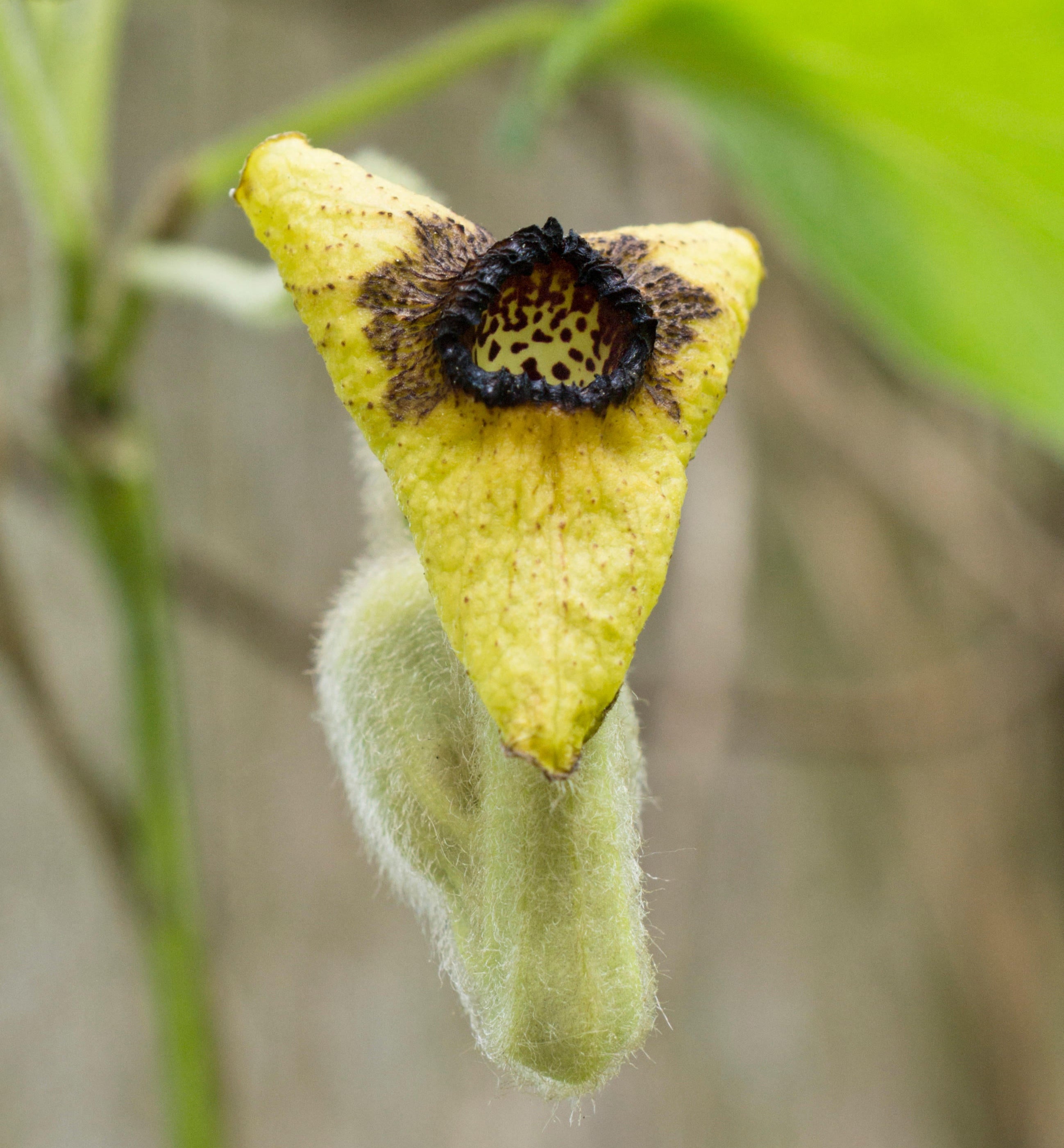 Aristolochia tomentosa (Woolly Pipevine)