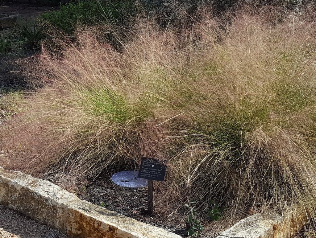 Gulf Muhly (Muhlenbergia capillaris)