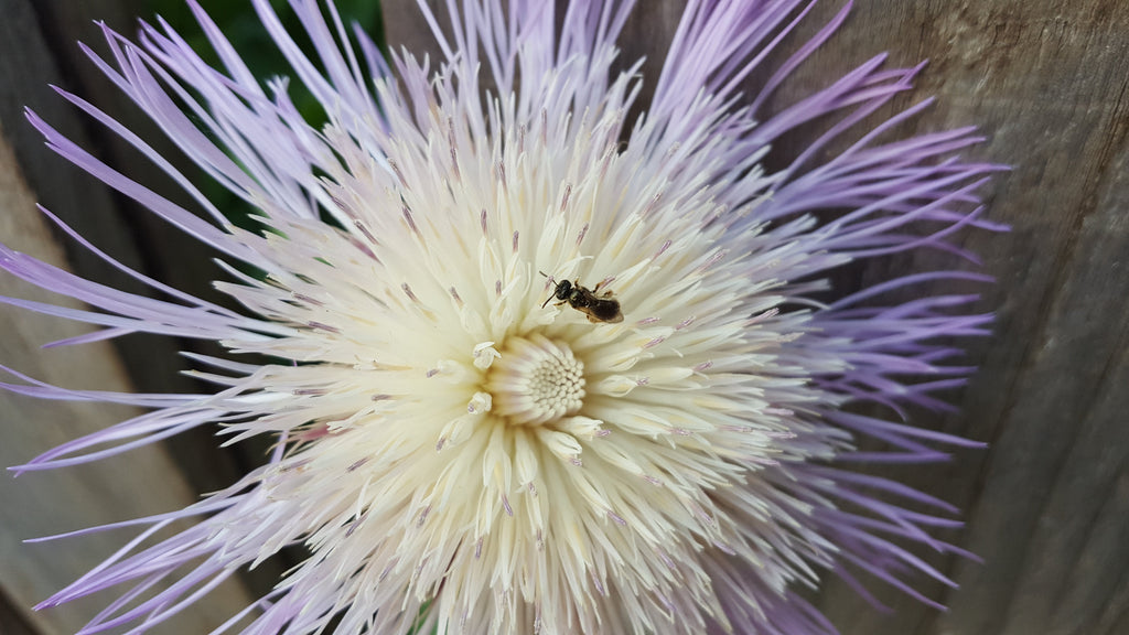 Centaurea americana (American Basketflower)