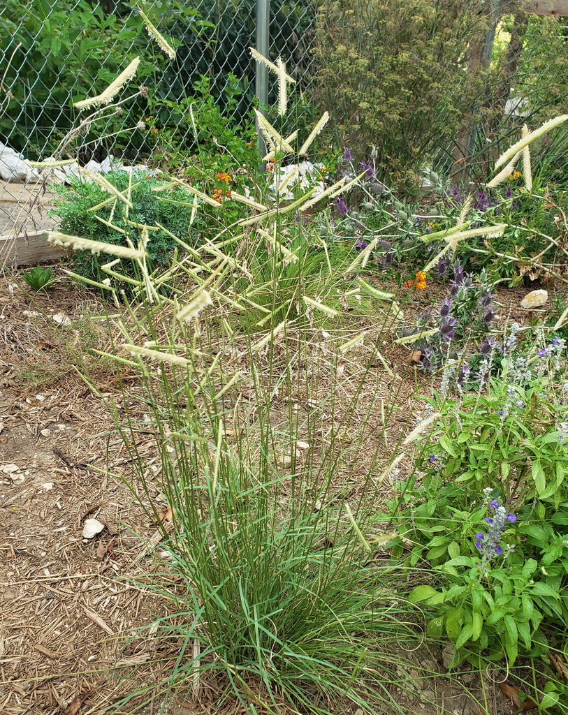 Blue Grama (Bouteloua gracilis)