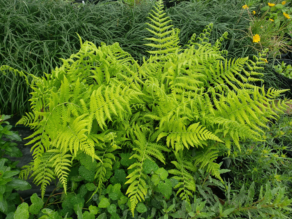 Christella normalis (Southern Wood Fern)