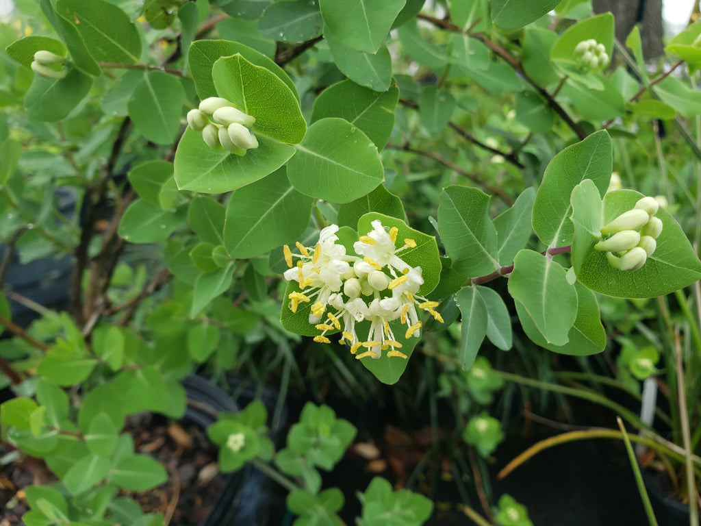 Lonicera albiflora (Western White Honeysuckle)