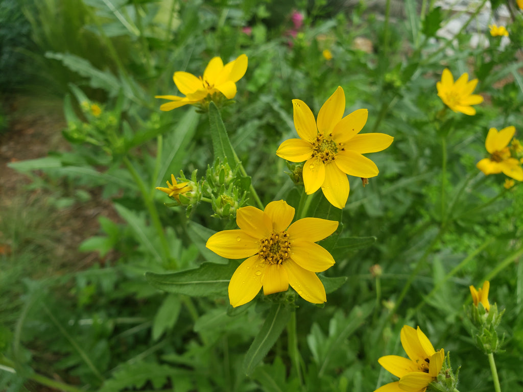 Engelmannia peristenia (Cutleaf Daisy)