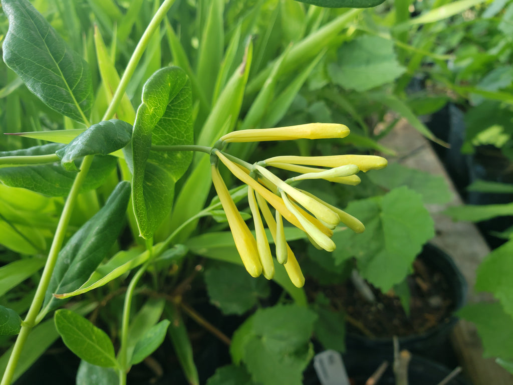 Lonicera sempervirens 'Sulphurea' (Yellow Honeysuckle)