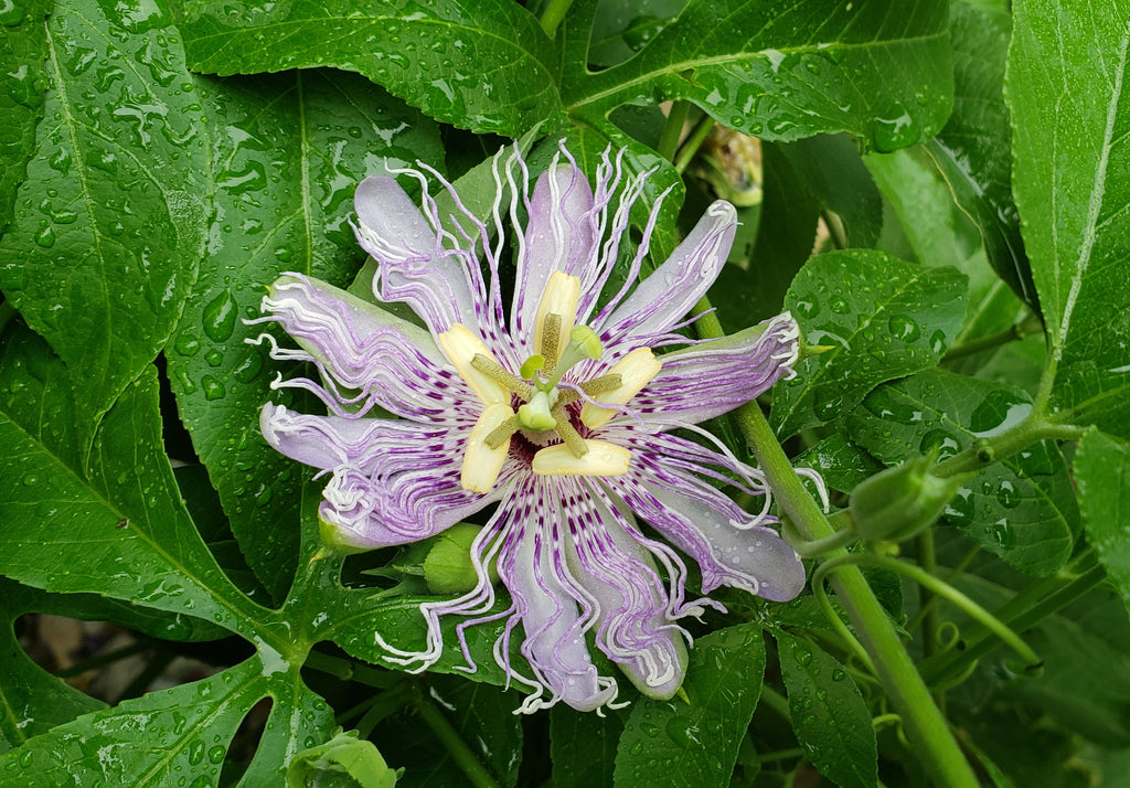 Passiflora incarnata (Purple Passion Flower)