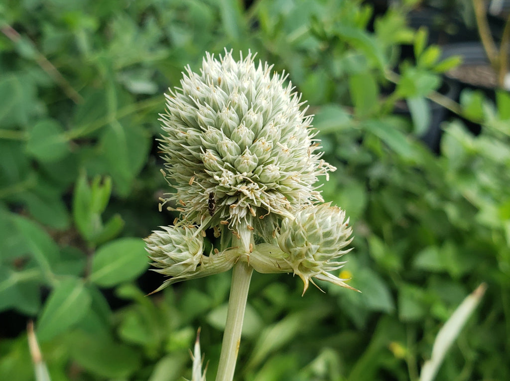 Eryngium yuccifolium (Rattlesnake Master)