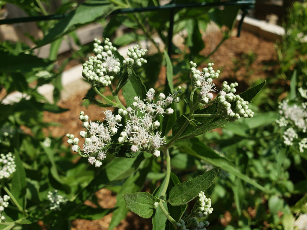 Eupatorium serotinum (Late Boneset)