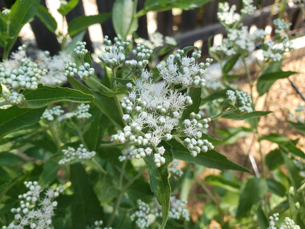 Eupatorium serotinum (Late Boneset)