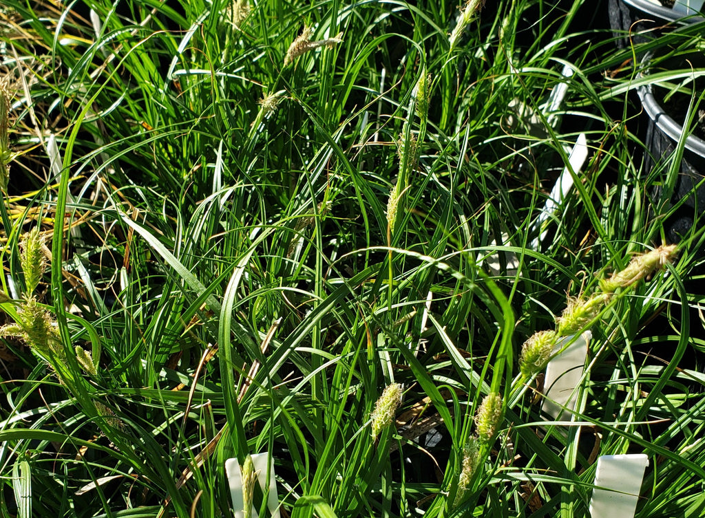 Carex cherokeensis (Cherokee Sedge)