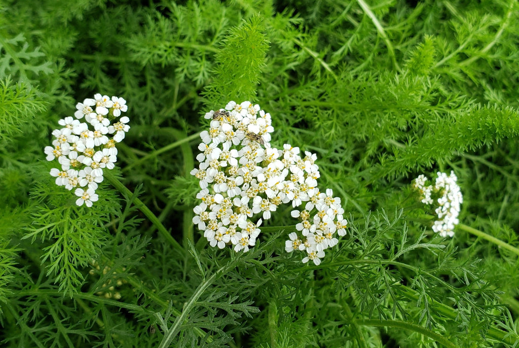 Achillea millefolium (Common Yarrow)