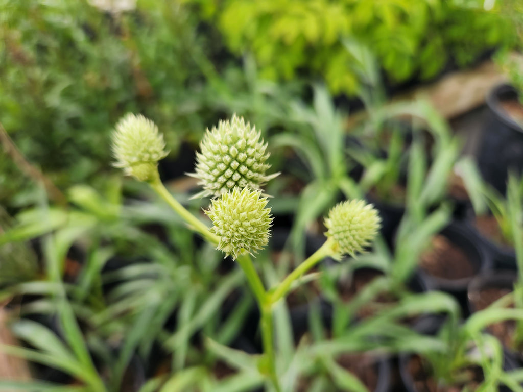 Eryngium yuccifolium (Rattlesnake Master)