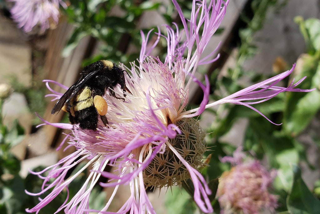 Centaurea americana (American Basketflower)