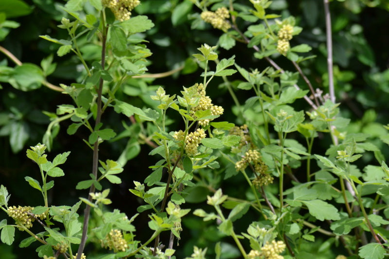 Aromatic sumac Rhus aromatica