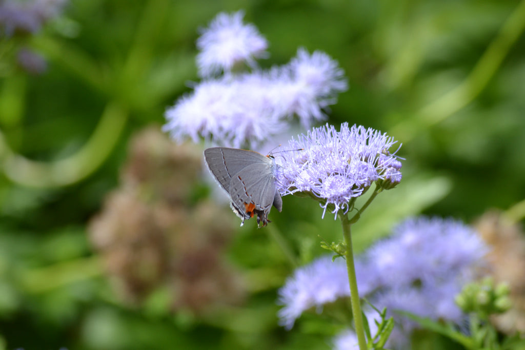 Gregg's Mistflower (Conoclinium greggii)