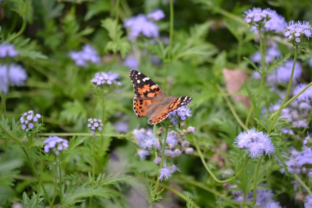 Gregg's Mistflower (Conoclinium greggii)