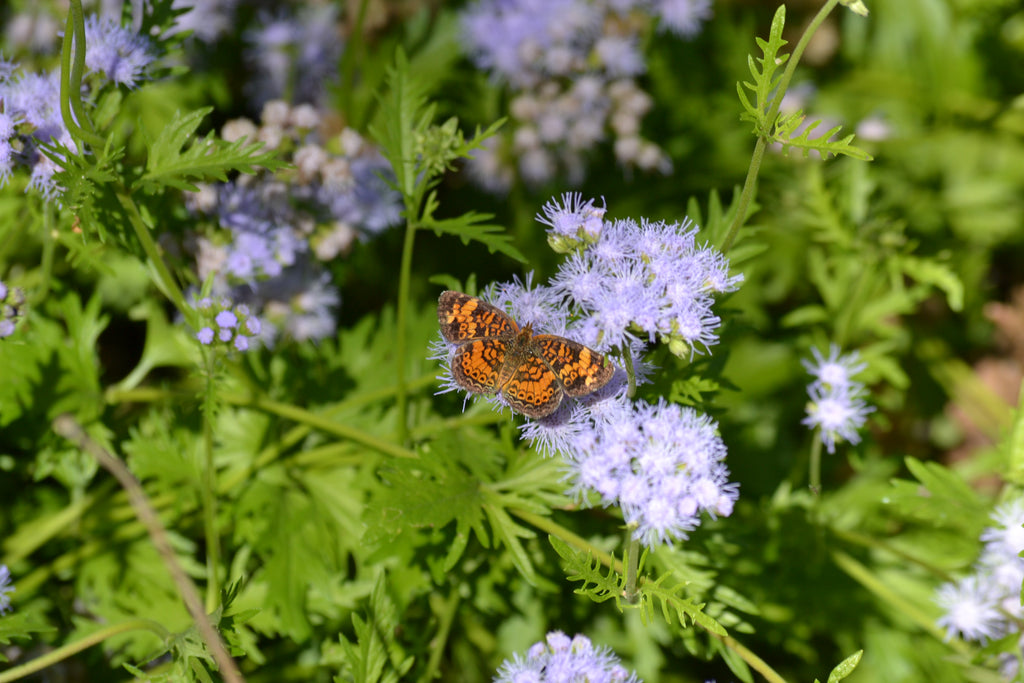 Gregg's Mistflower (Conoclinium greggii)