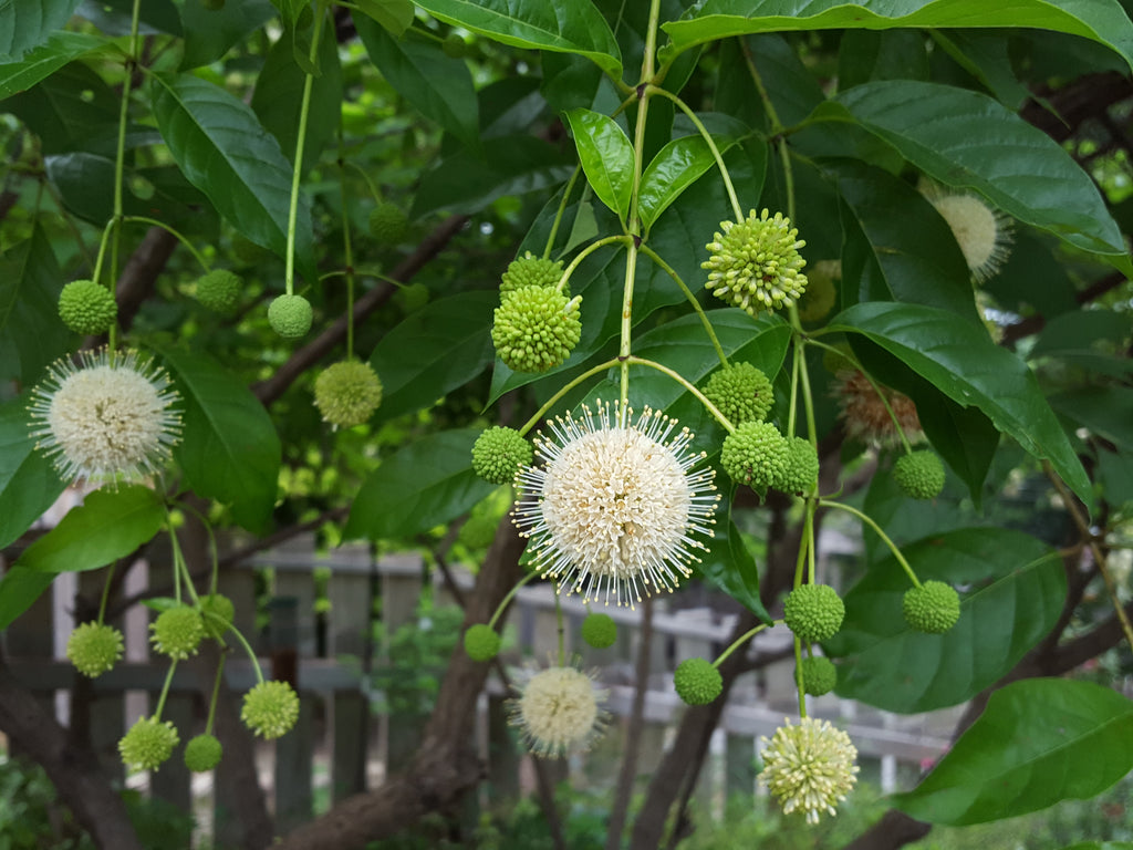 Buttonbush (Cephalanthus occidentalis)