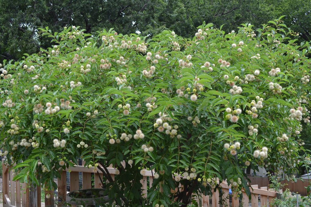 Buttonbush (Cephalanthus occidentalis)