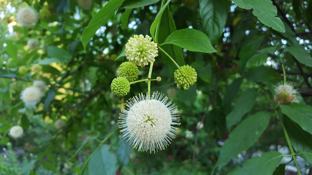 Buttonbush (Cephalanthus occidentalis)