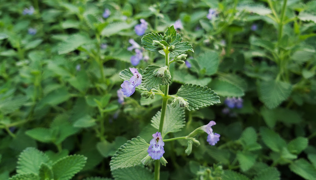 Catmint 'Walker's Low' (Nepeta x faassenii 'Walker's Low')