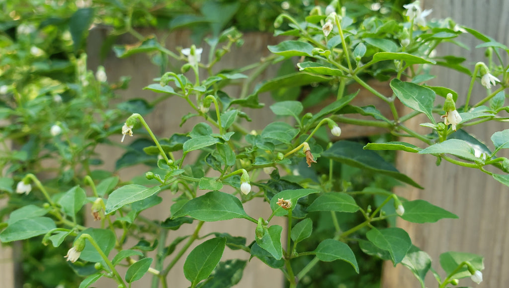 Capsicum annuum var. glabriusculum (Chile Petin)