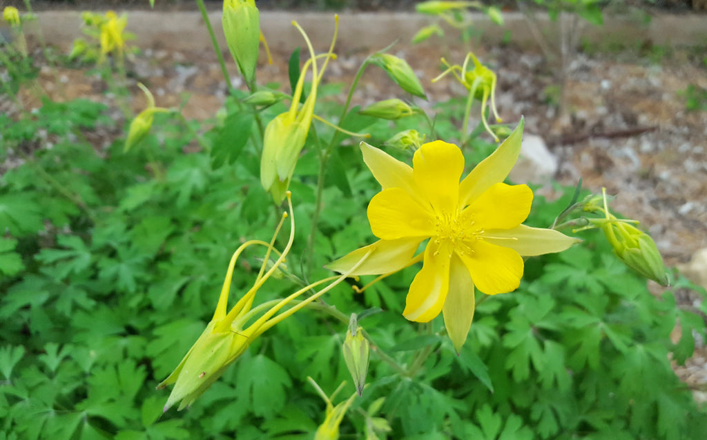 Aquilegia chrysantha hinckleyana (Yellow Columbine 'Texas Gold')