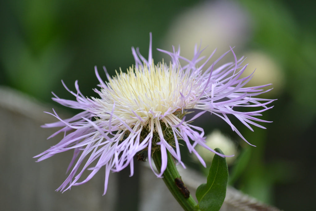 Centaurea americana (American Basketflower)