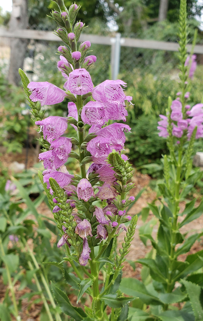 Fall obedient plant (Physostegia virginiana)