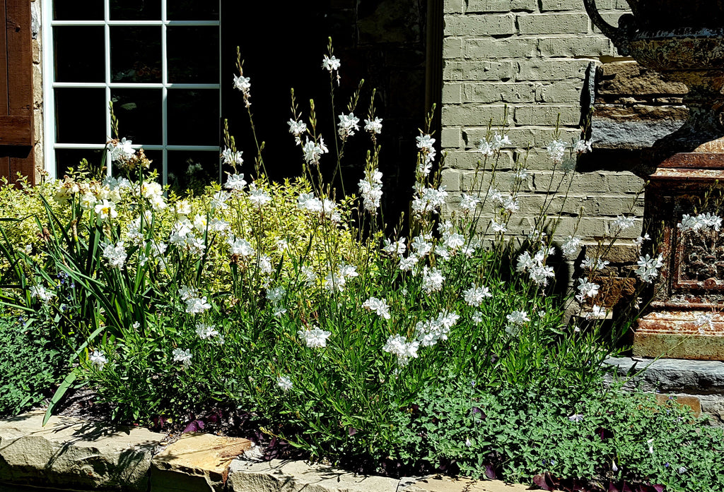 Oenothera lindheimeri 'Belleza White' (Gaura 'Belleza White')