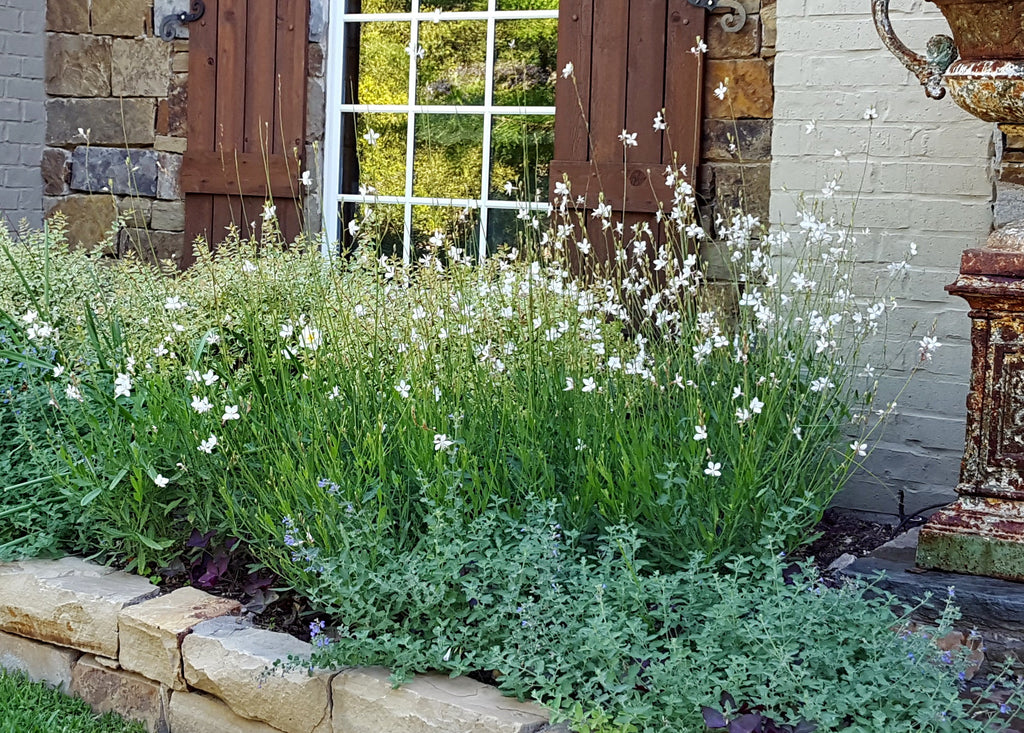 Oenothera lindheimeri 'Belleza White' (Gaura 'Belleza White')