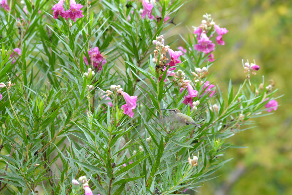 Desert willow 'Bubba" (Chilopsis linearis 'Bubba')