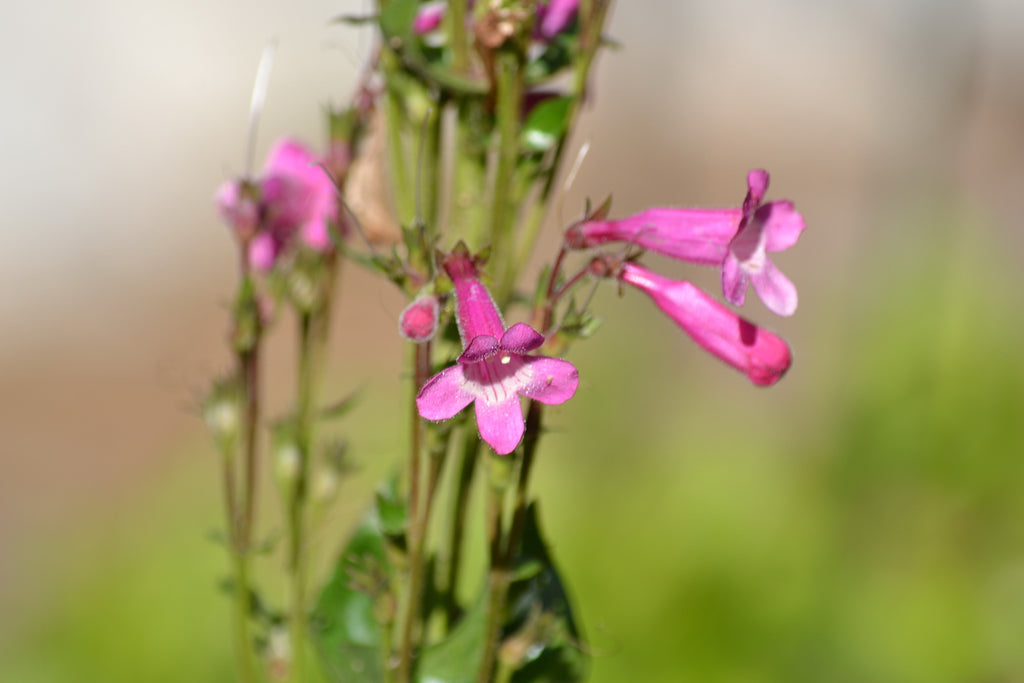 Penstemon triflorus Scarlet penstemon