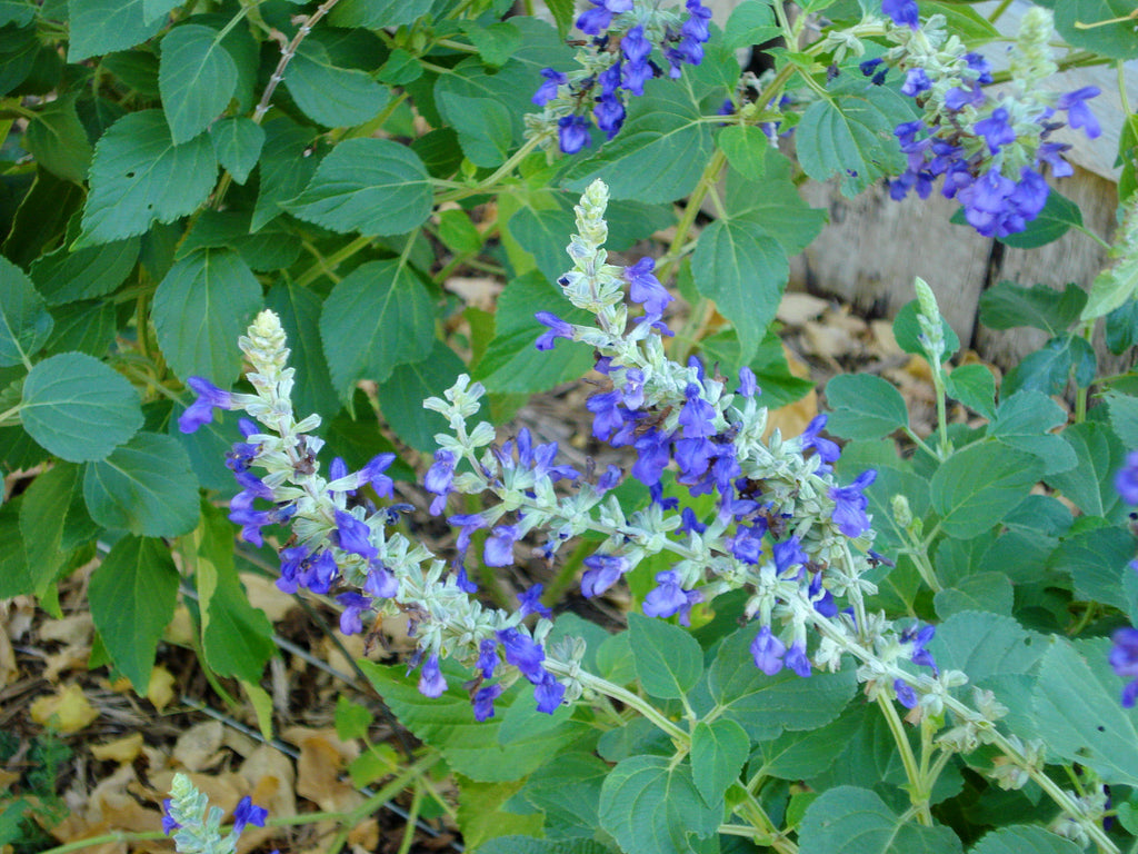 Salvia 'Mystic Spires' (Salvia x 'Mystic Spires')