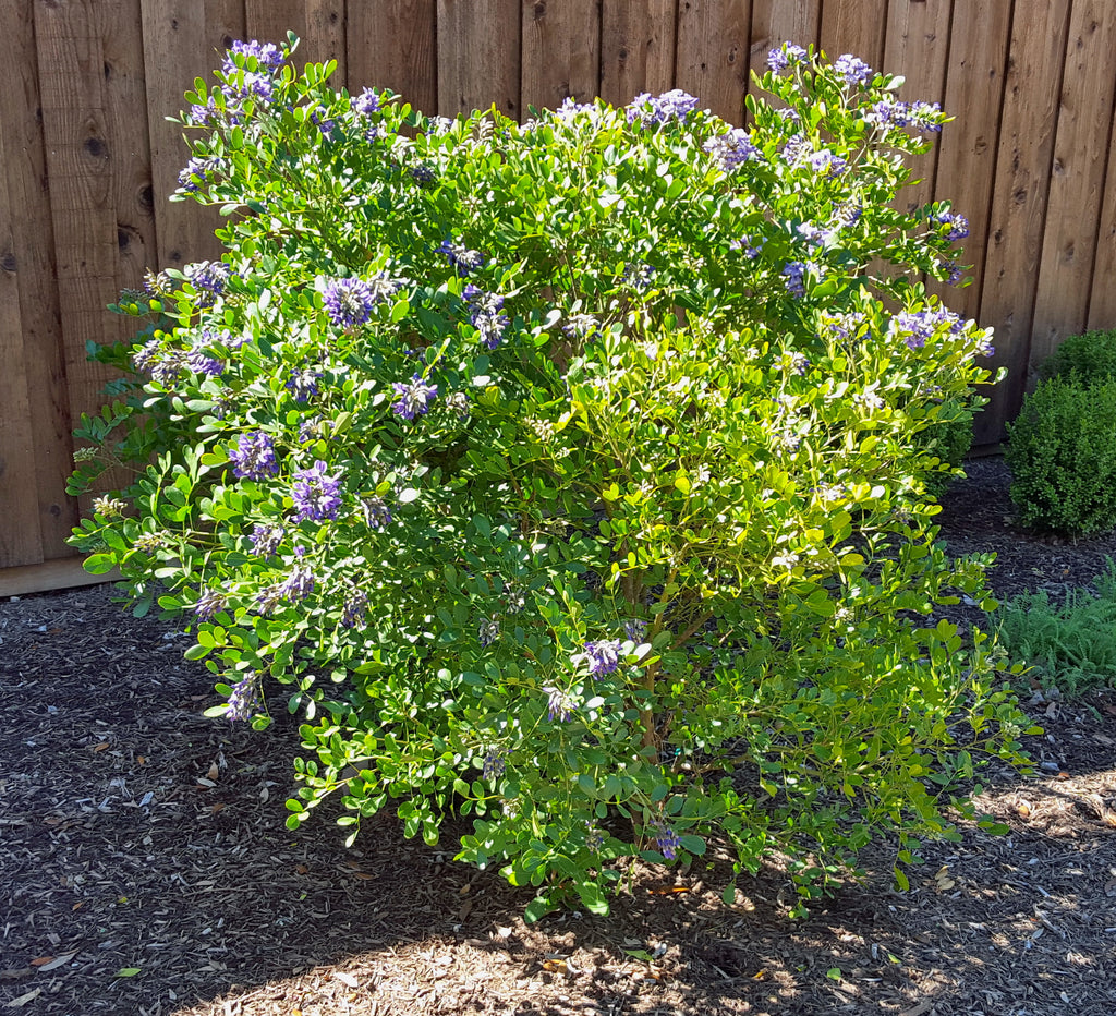 Texas mountain laurel (Sophora secundiflora)