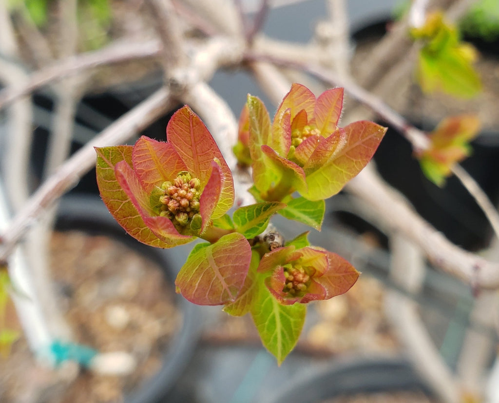 American Smoke Tree (Cotinus obovatus)