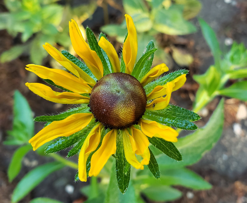 Brown-Eyes Susan (Rudbeckia hirta)